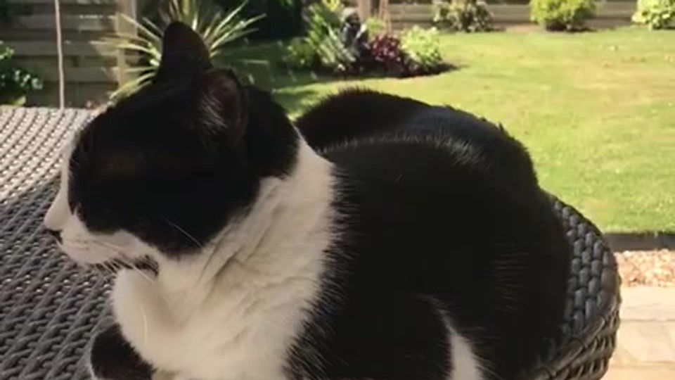 Lulu enjoying the morning sunshine.13.32